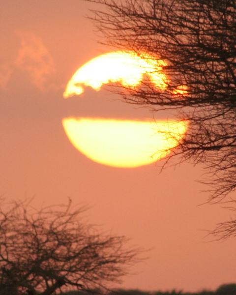 Coucher de soleil sur un acacia dans la savane.